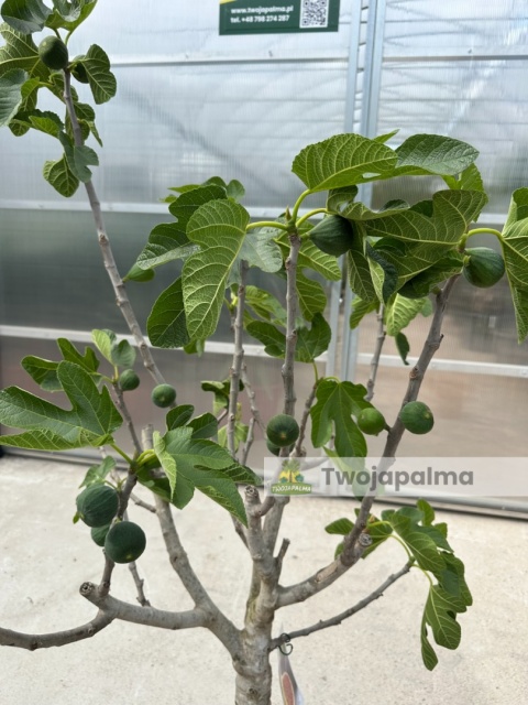 Drzewo figowe (Ficus Carica 'Nazaret') - wysokość całkowita z donicą: 150-170cm