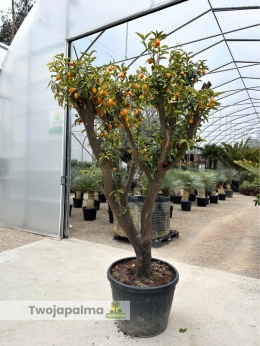 Kumkwat 'Kumquat' duże drzewo (Fortunella margarita) - wys. całkowita z donicą: ok. 230cm