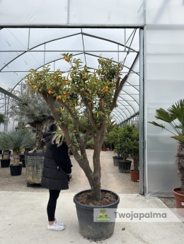 Kumkwat 'Kumquat' duże drzewo (Fortunella margarita) - wys. całkowita z donicą: ok. 230cm