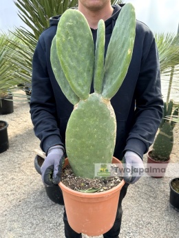 Opuncja figowa – Opuntia ficus indica, wys. całkowita: ok. 70-80cm