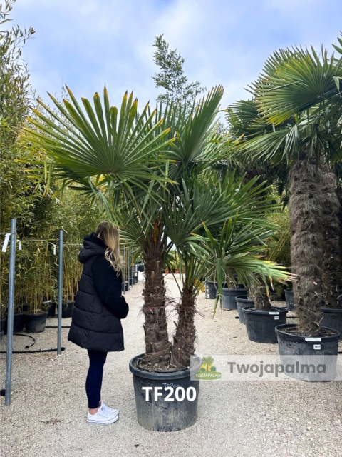 Palma Trachycarpus Fortunei - Szorstkowiec Fortunego pień: 100+60cm