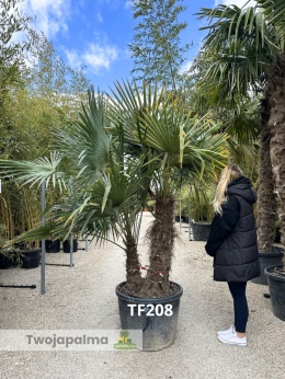 Palma Trachycarpus Fortunei - Szorstkowiec Fortunego pień: 90+40cm