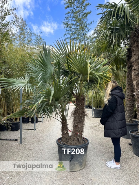 Palma Trachycarpus Fortunei - Szorstkowiec Fortunego pień: 90+40cm