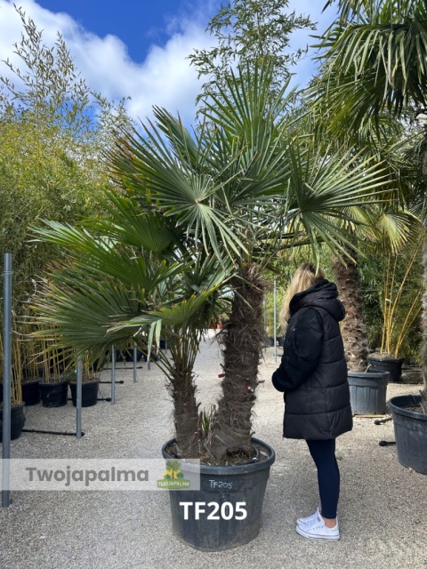 Palma Trachycarpus Fortunei - Szorstkowiec Fortunego pień: 110+40cm