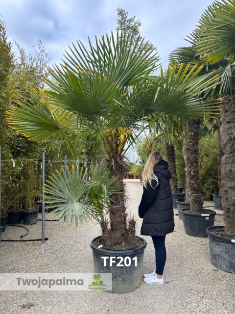 Palma Trachycarpus Fortunei - Szorstkowiec Fortunego pień: 110+20cm