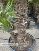 Palma Trachycarpus Fortunei - Szorstkowiec Fortunego pień: 110+20cm