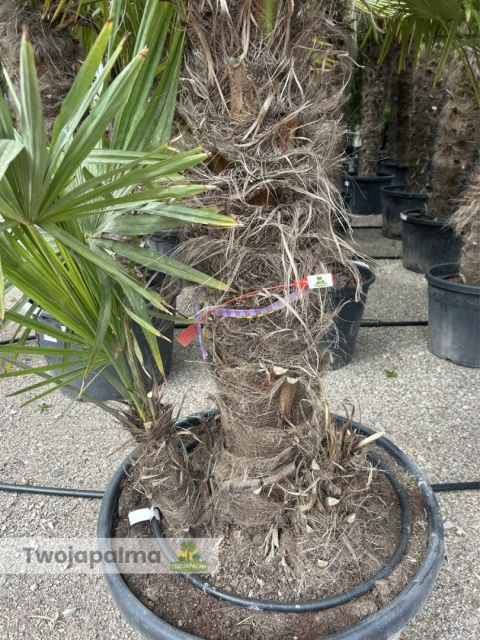 Palma Trachycarpus Fortunei - Szorstkowiec Fortunego pień: 110+20cm