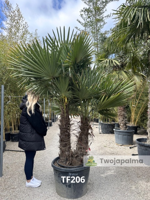 Palma Trachycarpus Fortunei - Szorstkowiec Fortunego pień: 90+70cm