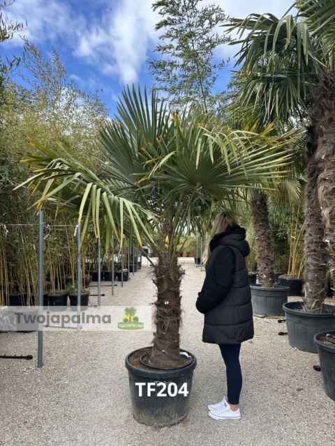 Palma Trachycarpus Fortunei - Szorstkowiec Fortunego pień: 100cm