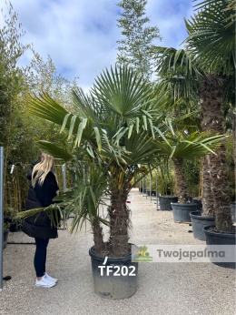 Palma Trachycarpus Fortunei - Szorstkowiec Fortunego pień: 80+30cm
