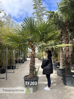 Palma Trachycarpus Fortunei - Szorstkowiec Fortunego pień: 100cm