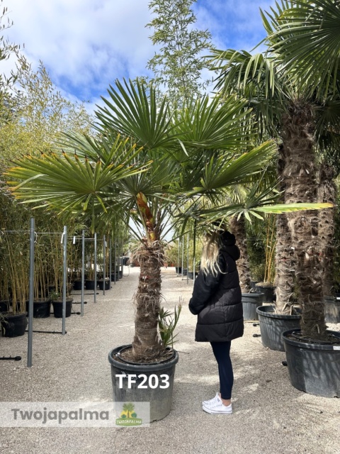 Palma Trachycarpus Fortunei - Szorstkowiec Fortunego pień: 100cm