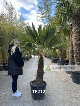 Palma Trachycarpus Fortunei - Szorstkowiec Fortunego pień: 80cm