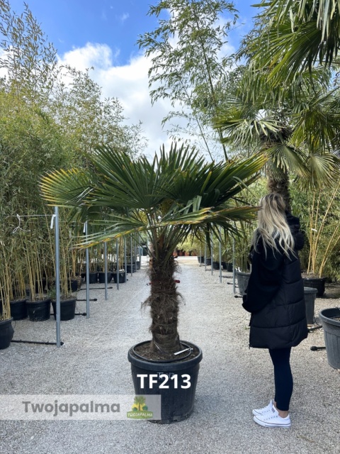 Palma Trachycarpus Fortunei - Szorstkowiec Fortunego pień: 80cm