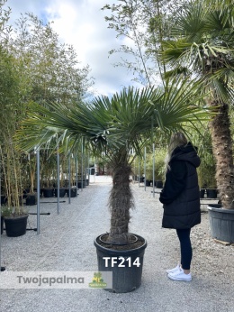 Palma Trachycarpus Fortunei - Szorstkowiec Fortunego pień: 90cm