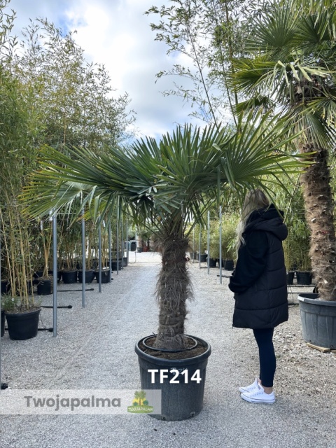 Palma Trachycarpus Fortunei - Szorstkowiec Fortunego pień: 90cm