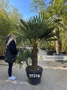 Palma Trachycarpus Fortunei - Szorstkowiec Fortunego pień: 80cm