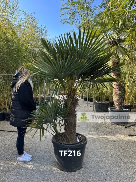 Palma Trachycarpus Fortunei - Szorstkowiec Fortunego pień: 80cm