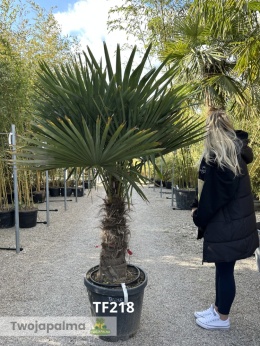 Palma Trachycarpus Fortunei - Szorstkowiec Fortunego pień: 60cm