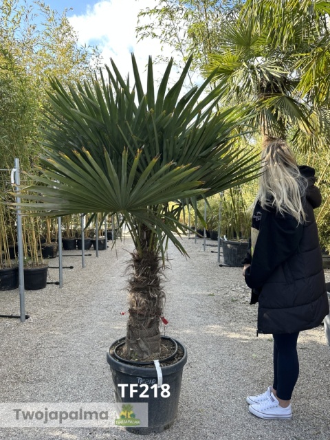 Palma Trachycarpus Fortunei - Szorstkowiec Fortunego pień: 60cm
