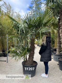 Palma Trachycarpus Fortunei - Szorstkowiec Fortunego pień: 100cm
