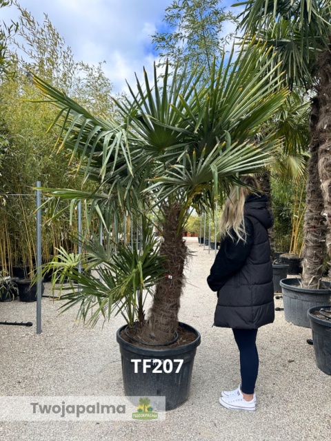 Palma Trachycarpus Fortunei - Szorstkowiec Fortunego pień: 100cm