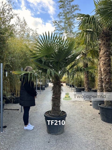Palma Trachycarpus Fortunei - Szorstkowiec Fortunego pień: 90cm