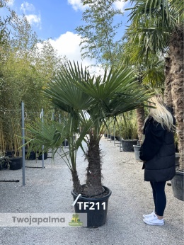 Palma Trachycarpus Fortunei - Szorstkowiec Fortunego pień: 70+20cm