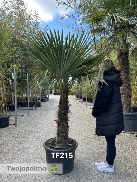 Palma Trachycarpus Fortunei - Szorstkowiec Fortunego pień: 80cm