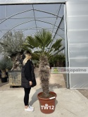 Palma Trachycarpus Wagnerianus - Szorstkowiec Wagnera pień: 100cm