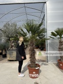 Palma Trachycarpus Wagnerianus - Szorstkowiec Wagnera pień: 100cm