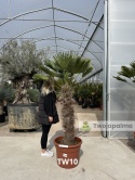 Palma Trachycarpus Wagnerianus - Szorstkowiec Wagnera pień: 100cm