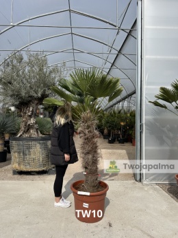 Palma Trachycarpus Wagnerianus - Szorstkowiec Wagnera pień: 100cm