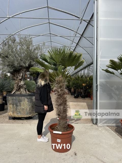 Palma Trachycarpus Wagnerianus - Szorstkowiec Wagnera pień: 100cm