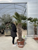 Palma Trachycarpus Wagnerianus - Szorstkowiec Wagnera pień: 110cm