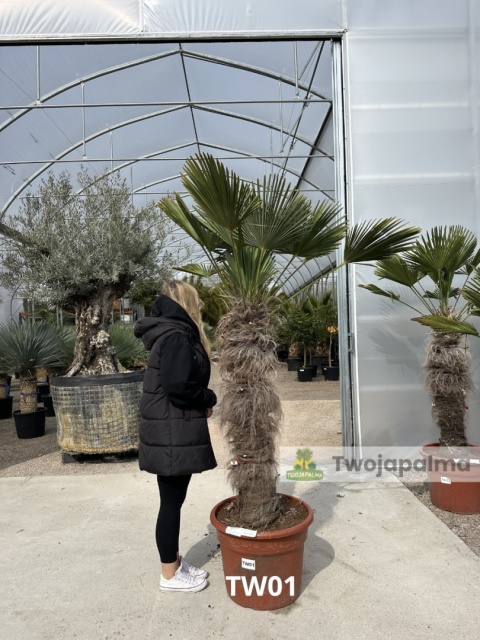 Palma Trachycarpus Wagnerianus - Szorstkowiec Wagnera pień: 110cm