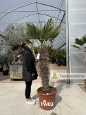 Palma Trachycarpus Wagnerianus - Szorstkowiec Wagnera pień: 110cm