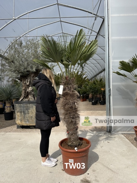 Palma Trachycarpus Wagnerianus - Szorstkowiec Wagnera pień: 110cm