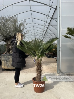 Palma Trachycarpus Wagnerianus - Szorstkowiec Wagnera pień: 40cm