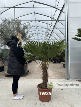 Palma Trachycarpus Wagnerianus - Szorstkowiec Wagnera pień: 40cm