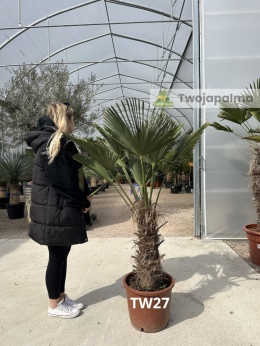 Palma Trachycarpus Wagnerianus - Szorstkowiec Wagnera pień: 40cm