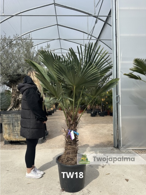Palma Trachycarpus Wagnerianus - Szorstkowiec Wagnera pień: 60cm
