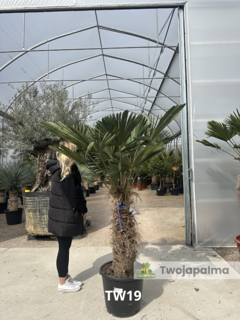 Palma Trachycarpus Wagnerianus - Szorstkowiec Wagnera pień: 80cm
