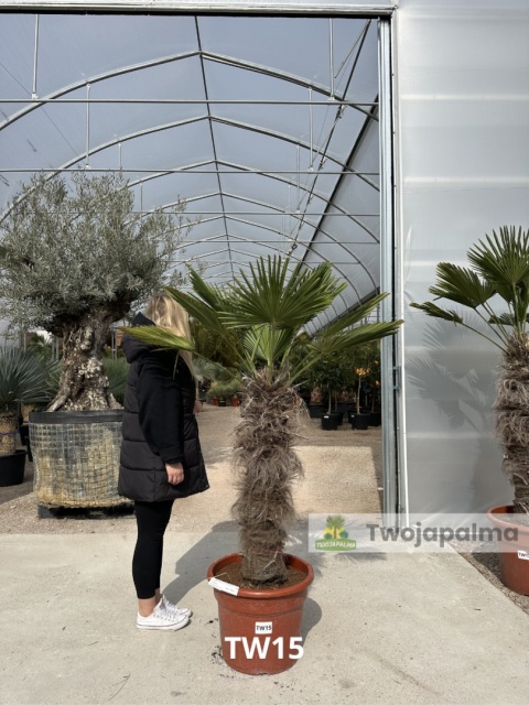 Palma Trachycarpus Wagnerianus - Szorstkowiec Wagnera pień: 90cm