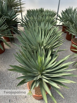 Yucca Gloriosa Lone Star - wys. całkowita: 100-110cm