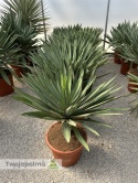 Yucca Gloriosa Lone Star - wys. całkowita: 100-110cm