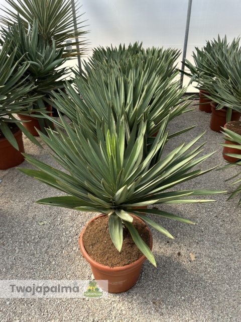 Yucca Gloriosa Lone Star - wys. całkowita: 100-110cm