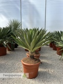 Yucca Gloriosa Lone Star - wys. całkowita: 100-110cm