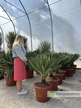 Yucca Gloriosa Lone Star - wys. całkowita: 100-110cm