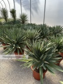 Yucca Gloriosa Lone Star - wys. całkowita: 110-120cm